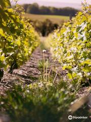 Champagne Cuillier | Vol en Montgolfière | Champagne Tour