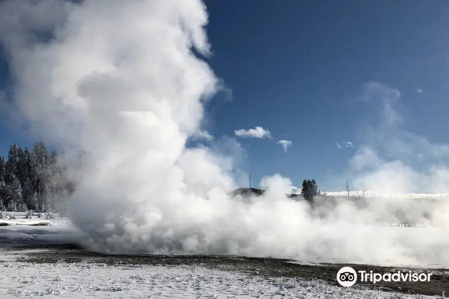 Yellowstone Year-Round Safaris