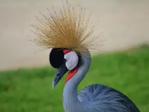 Mohamed bin Zayed Nature Reserve