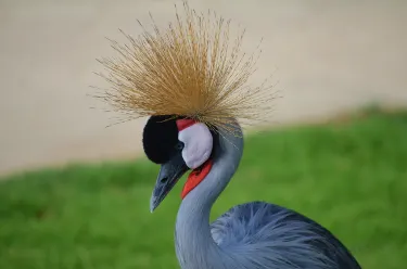 Mohamed bin Zayed Nature Reserve