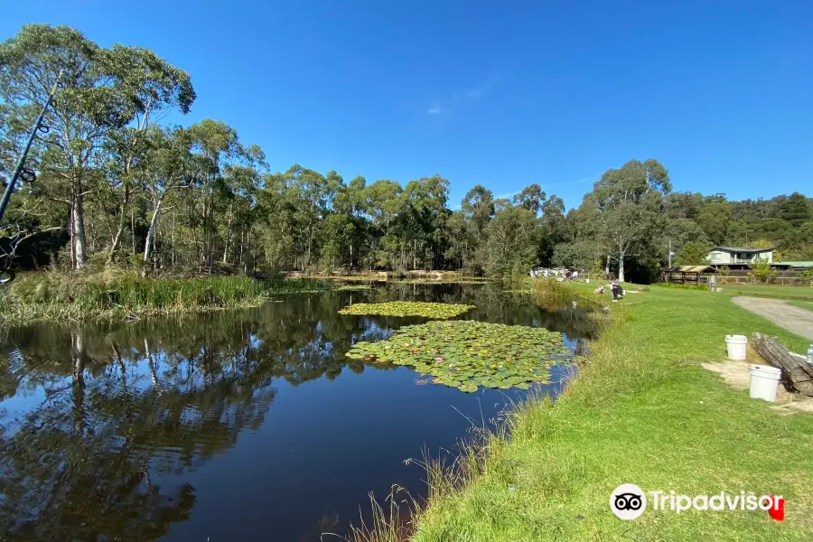 Australian Rainbow Trout Farm