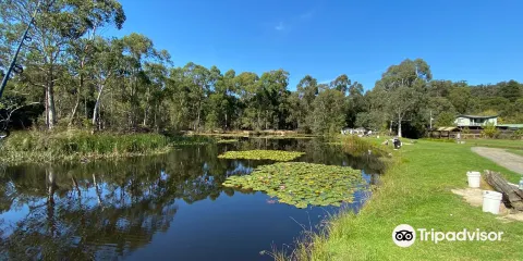 Australian Rainbow Trout Farm