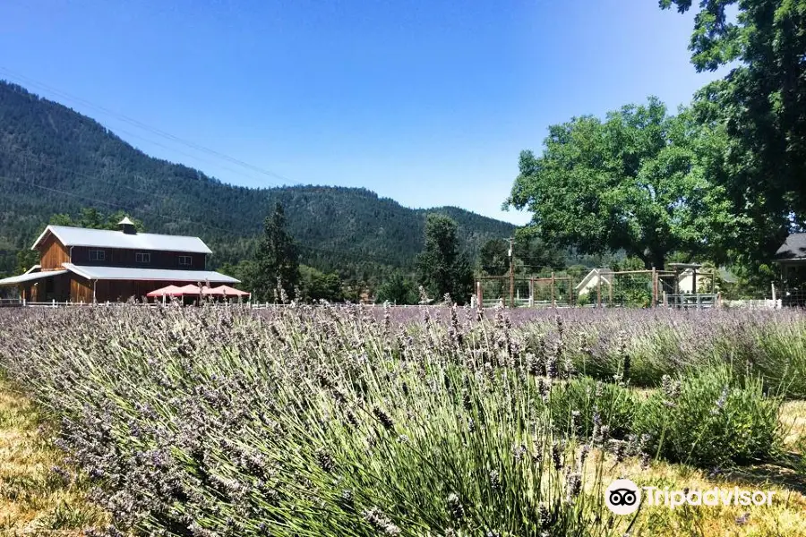 Applegate River Lavender (Lavender Fields Forever)