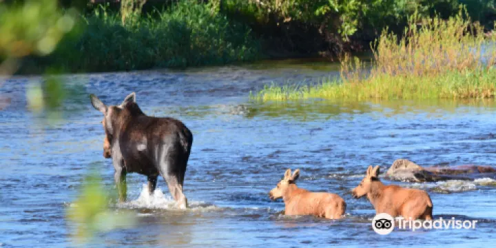 Rotary Park Boardwalk