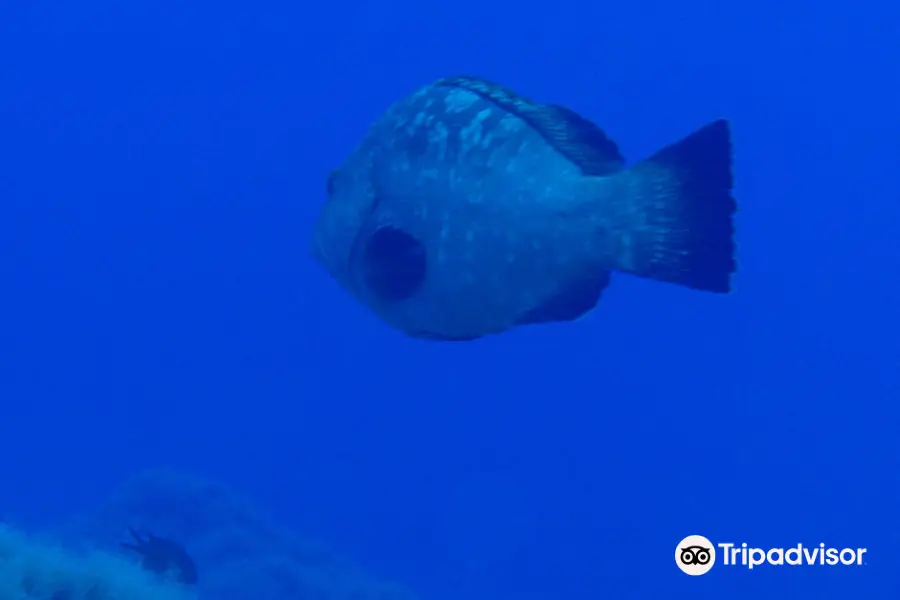 Azoresdiving/Açordiving SSI/Mares Dive Center