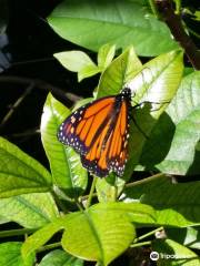 Tom Allen Memorial Butterfly House