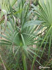 Eco-Walk Trailhead Crystal River Preserve State Park