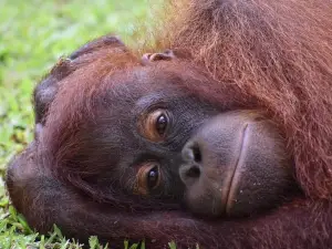 Sepilok Orang Utan Sanctuary (Pusat Pemulihan Orangutan)