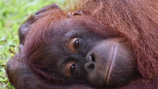 Sepilok Orangutan Rehabilitation Centre