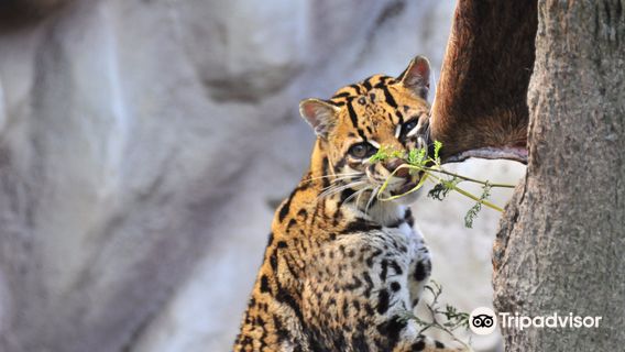 Zoologico de Quito
