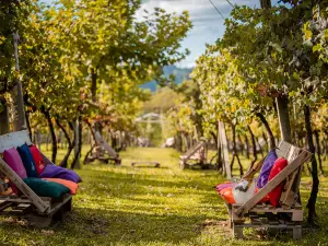 Vinhos Larentis