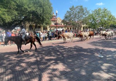 Fort Worth Herd Longhorn Cattle Drive