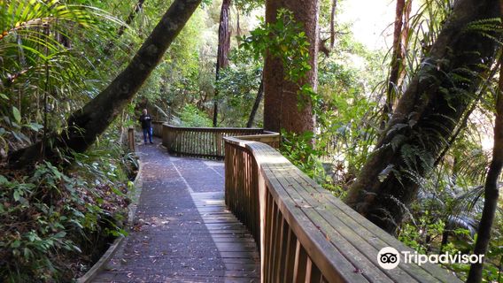A. H. Reed Memorial Kauri Park