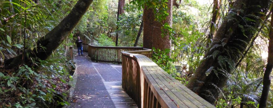 A. H. Reed Memorial Kauri Park
