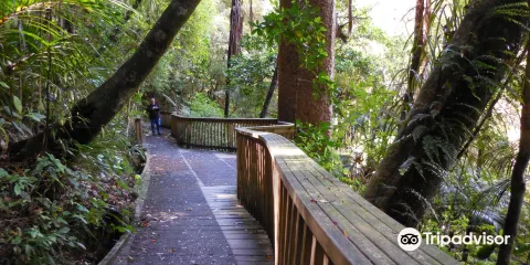 AH Reed Kauri Park