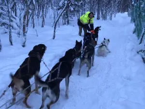 Husky Farm Ulybka Alyaski