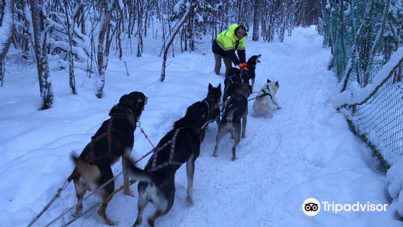Husky Farm Ulybka Alyaski