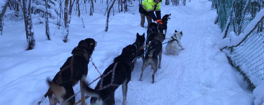 Husky Farm Ulybka Alyaski