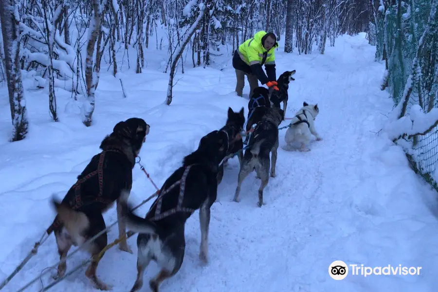 Husky Farm Ulybka Alyaski