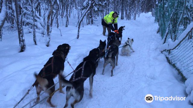 Husky Farm Ulybka Alyaski