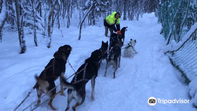 Husky Farm Ulybka Alyaski