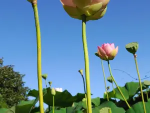 La Bambouseraie en Cevennes