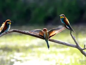 Riserva naturale della Foce dell'Isonzo