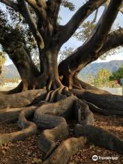 Moreton Bay Fig Tree