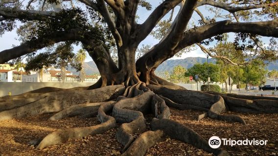 Moreton Bay Fig Tree