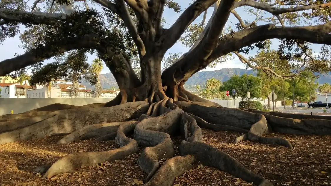 Hotel dekat Moreton Bay Fig Tree