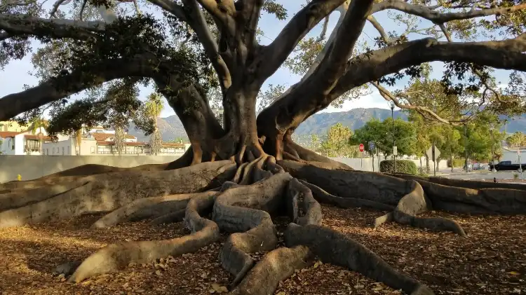 Hotels near Moreton Bay Fig Tree