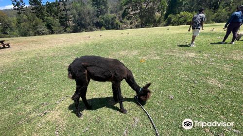 Mountview Alpaca Farm