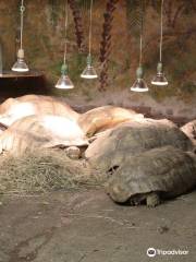 鬣蜥爬行動物園