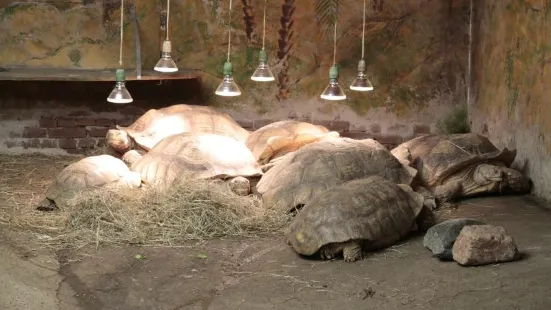 鬣蜥爬行動物園