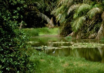 Parco naturale di Abuko