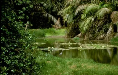 Kanifing Municipal Council