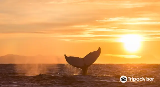 Whale Watching At Sea in Tromso