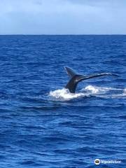 Captain Dan McSweeney's Whale Watching Adventures