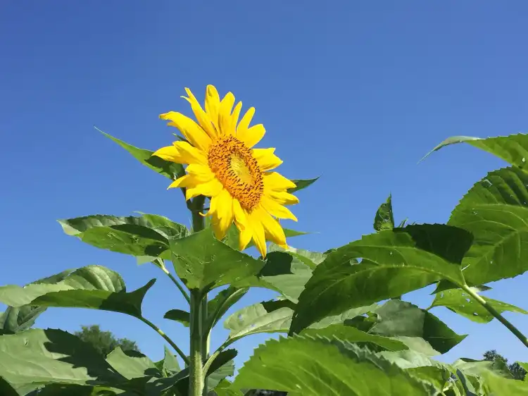 Hotels in Masaryktown