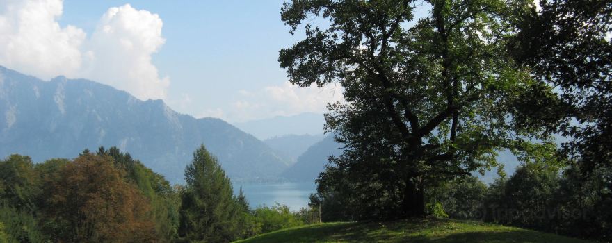 Edelkastanienwald
