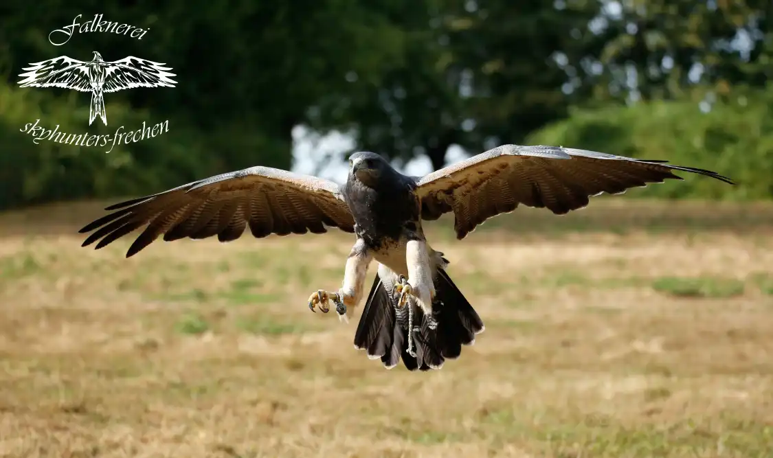 skyhunters in nature -frechen附近的飯店