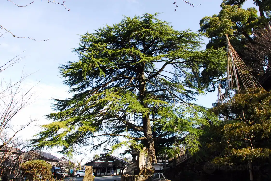 Отели рядом с достопримечательностью «Daijoji Temple»