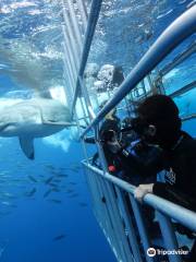 Horizon Charters  America's Shark Boat