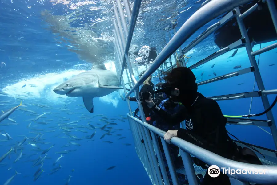 Horizon Charters  America's Shark Boat