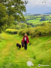 Jacob Sheep Trekking and Farm Experience Days