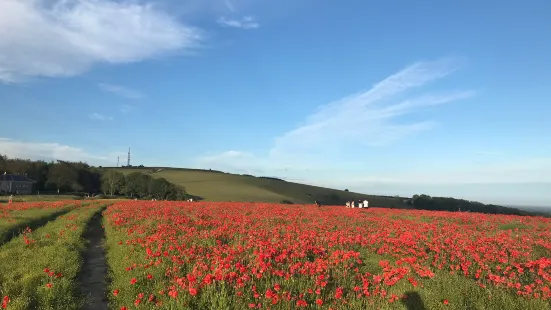 The Trundle (St Roche's Hill)