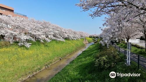 豊田川