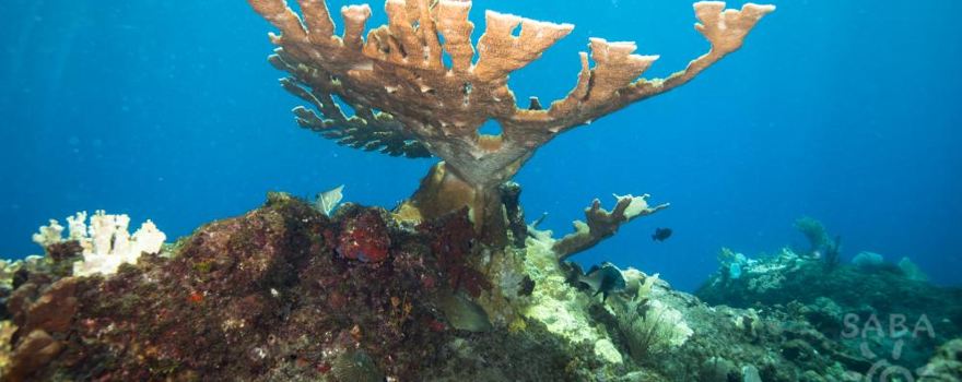 Saba Divers
