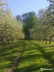 Waddell Apples