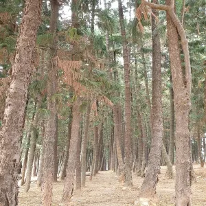 九天黑森林
